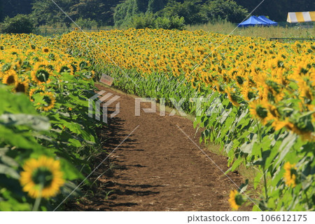 Sunflowers blooming in the blue sky Sunflowers Sunflowers Sunflowers blooming in the blue sky Sunflowers Sunflowers 106612175