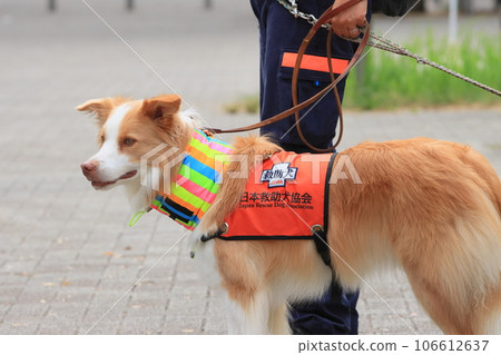 Rescue dog Disaster rescue dog 106612637