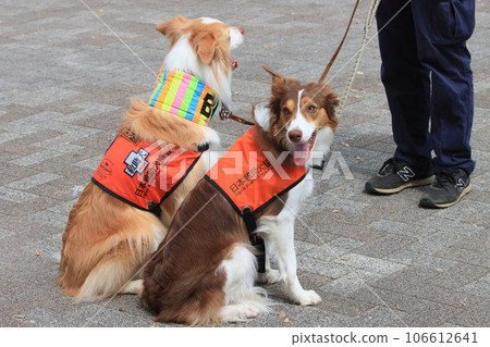 Rescue dog Disaster rescue dog Rescue dog Disaster rescue dog 106612641