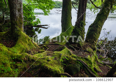 [Ancient Forest] Shirakoma Pond [Summer] 106612907