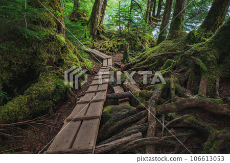 [Shirakoma Pond] Promenade [Moss Forest] 106613053