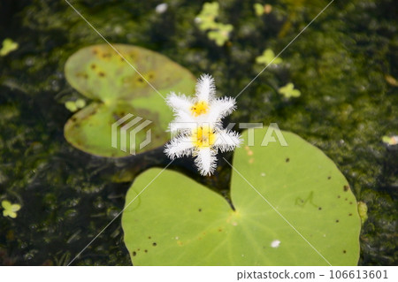 京都府植物園 京都府植物園 106613601