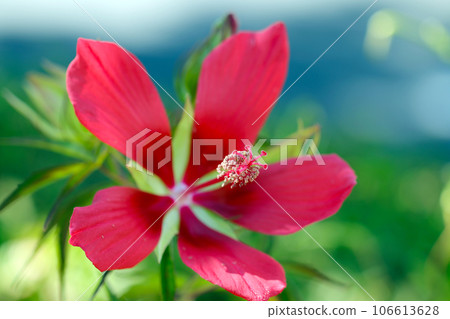 Red fir tree flowers in full bloom against a bright sky (macro lens used, natural light, close-up photo) Red fir tree flowers in full bloom against a bright sky (macro lens used, natural light, close-up photo) 106613628