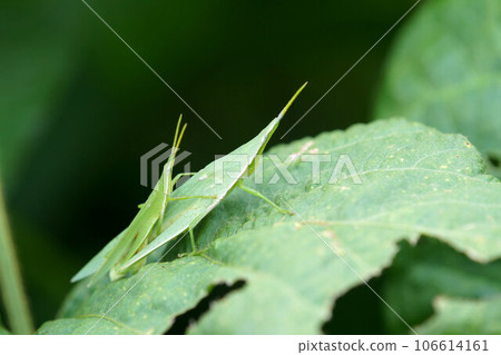 Onbu grasshopper onbu condition Found in black bean field September Onbu grasshopper onbu condition Found in black bean field September 106614161