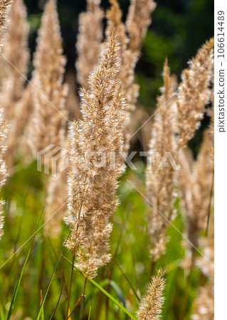 Inflorescence of wood small-reed Calamagrostis epigejos on a meadow 106614489