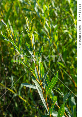 Salix purpurea purple willow or osier is a species of Salix native to most of Europe. Purple willow catkin, Salix purpurea 106614553