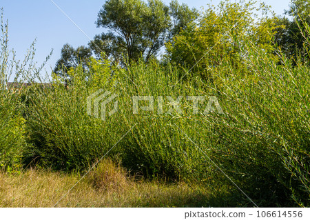 Salix purpurea purple willow or osier is a species of Salix native to most of Europe. Purple willow catkin, Salix purpurea 106614556