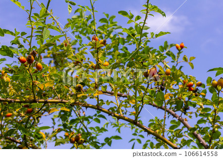 Red rose hips of dog rose. Rosa canina, commonly known as the dog rose 106614558