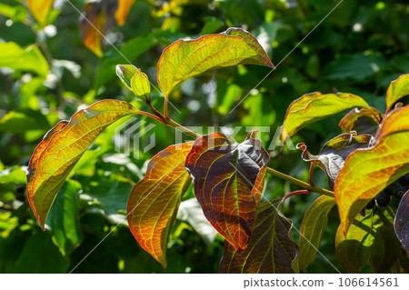 Dogwood Cornus sanguinea , leaf background, selective focus 106614561