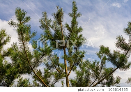 Pine branches on a spring day against the background of the sky with clouds 106614565
