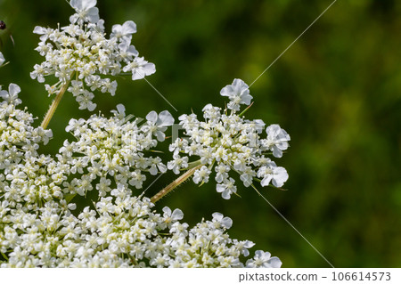 Daucus carota known as wild carrot blooming plant 106614573