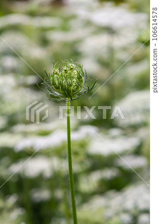 Daucus carota known as wild carrot blooming plant Daucus carota known as wild carrot blooming plant 106614578