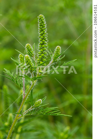 Flower of a common ragweed, Ambrosia artemisiifolia Flower of a common ragweed, Ambrosia artemisiifolia 106614581