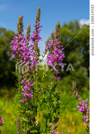 Purple loosestrife Lythrum salicaria inflorescence. Flower spike of plant in the family Lythraceae, associated with wet habitats 106614585