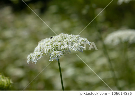 Daucus carota known as wild carrot blooming plant 106614586