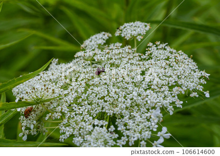 Daucus carota known as wild carrot blooming plant Daucus carota known as wild carrot blooming plant 106614600