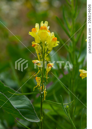 Linaria vulgaris common toadflax yellow wild flowers flowering on the meadow, small plants in bloom in the green grass. Flowering field of flowers Yellow toadflax or Linaria vulgaris flowers 106614606