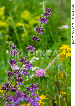 In the wild, it blooms among grasses Salvia verticillata In the wild, it blooms among grasses Salvia verticillata 106614607