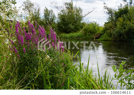 Purple loosestrife Lythrum salicaria inflorescence. Flower spike of plant in the family Lythraceae, associated with wet habitats Purple loosestrife Lythrum salicaria inflorescence. Flower spike of plant in the family Lythraceae, associated with wet habitats 106614611