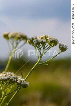 Common yarrow Achillea millefolium white flowers close up, floral background green leaves. Medicinal organic natural herbs, plants concept. Wild yarrow, wildflower 106614612