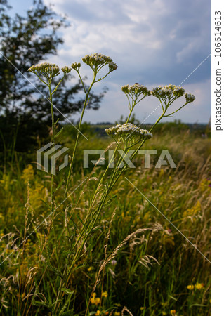 Common yarrow Achillea millefolium white flowers close up, floral background green leaves. Medicinal organic natural herbs, plants concept. Wild yarrow, wildflower Common yarrow Achillea millefolium white flowers close up, floral background green leaves. Medicinal organic natural herbs, plants concept. Wild yarrow, wildflower 106614613