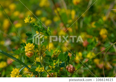 Yellow flowers of the clover. Close up Yellow flowers of the clover. Close up 106614615