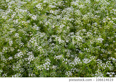 Conium maculatum, colloquially known as hemlock, poison hemlock or wild hemlock, is a highly poisonous biennial herbaceous flowering plant in the carrot family Apiaceae 106614619