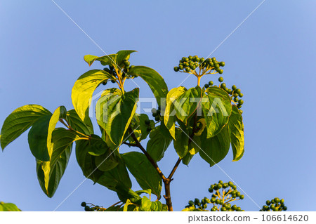 Dogwood berries - Cornus sanguinea Calcareous scrub bush 106614620