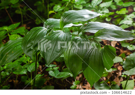 Unripe berries of Angular Solomon's seal also known as Scented Solomon's seal, Polygonatum odoratum 106614622
