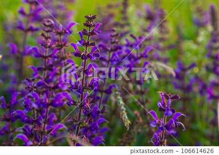 Flowers of the forest sage, Salvia nemorosa, close-up. Background of Salvia nemorosa, a salvia with beautiful purple flowers. Purple flowers of oak sage Flowers of the forest sage, Salvia nemorosa, close-up. Background of Salvia nemorosa, a salvia with beautiful purple flowers. Purple flowers of oak sage 106614626