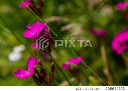 Close up small pink wildflower blossoms and stem, specifically Deptford Pink Dianthus armeria, with a meadow out of focus in the background 106614632