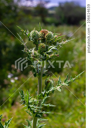 Close up selective focus of Great globe thistle, known as Echinops sphaerocephalus and Glandular globe thistle 106614639