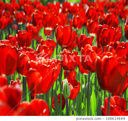 Field of bright tulip flowers 106614649