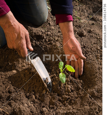 Male hands planting a cucumber seedling 106614736