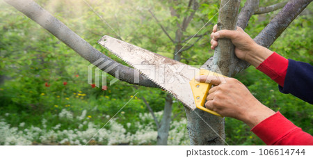 Man's hands sawing a tree 106614744