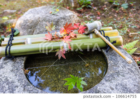 Red colored maple and stone basin Red colored maple and stone basin 106614755