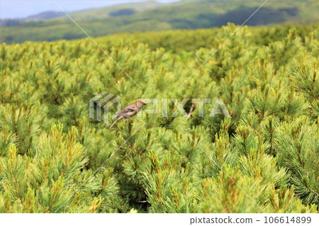 Kamui Mintara、眾神花園、大雪山、旭岳索道、北海道初夏、七月、旭岳是人間校園 106614899