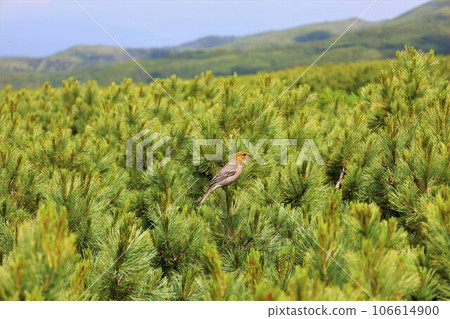 Kamui Mintara、眾神花園、大雪山、旭岳索道、北海道初夏、七月、旭岳是人間校園 106614900
