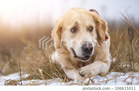 Golden retriever dog walking in the winter field 106615011