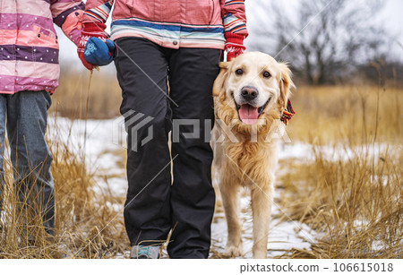 Golden retriever dog walking in the winter field 106615018
