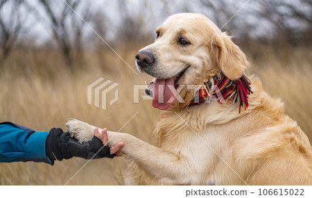 Golden retriever dog walking in the winter field 106615022