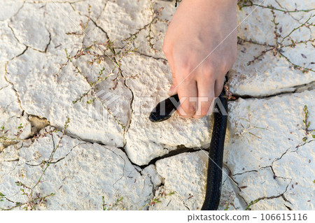 A man's hand holds a snake by the head in the desert, close-up 106615116