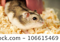 A Cute Hamster with sawdust. 106615469