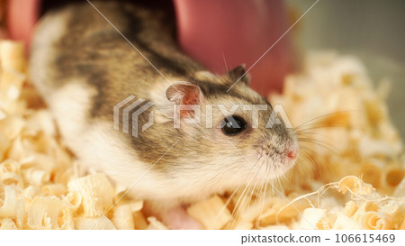 A Cute Hamster with sawdust. 106615469