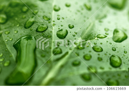 Rain drops on fresh leaf. Nature Concept. Environmental Care and Sustainable Resources. Rain drops on fresh leaf. Nature Concept. Environmental Care and Sustainable Resources. 106615669