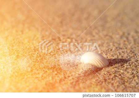 Shell in the sand. View of the sandy beach and the rays of the setting sun. 106615707