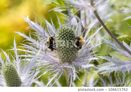 Eryngium alpinum 'Blue Jackpot' also known as Blue Sea Holly Eryngium alpinum 'Blue Jackpot' also known as Blue Sea Holly 106615762
