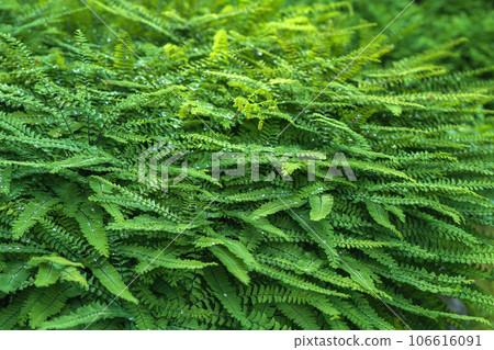 plant background, green leaves, nephrolepis fern covered with dew plant background, green leaves, nephrolepis fern covered with dew 106616091