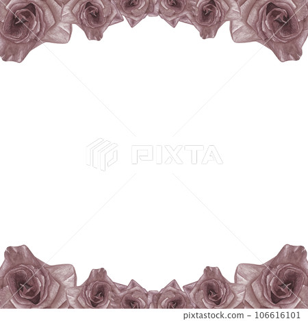 Frame of watercolor illustrations of roses hand drawn isolated on a transparent background 106616101