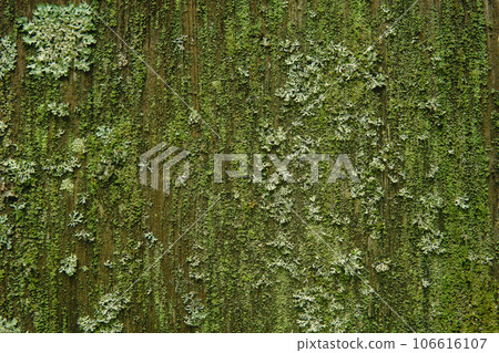 background, texture - surface covered with lichens and moss background, texture - surface covered with lichens and moss 106616107